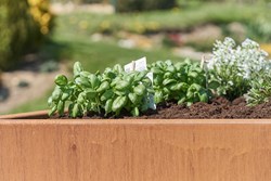 Bac Potager Chaméléon 1 (66)